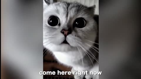 Cute and Funny Cat Videos Compilation