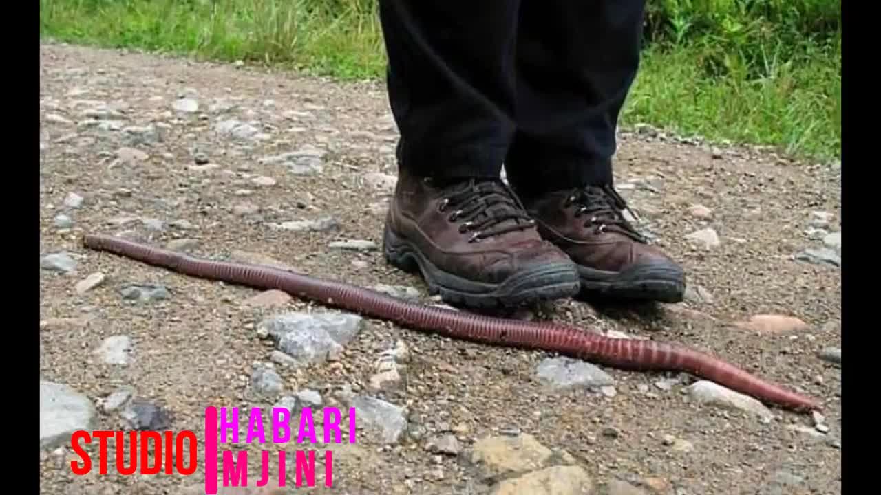Big Animal And Insects In The World 2017.mp4