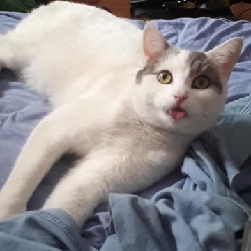 Tongue Out Cat!