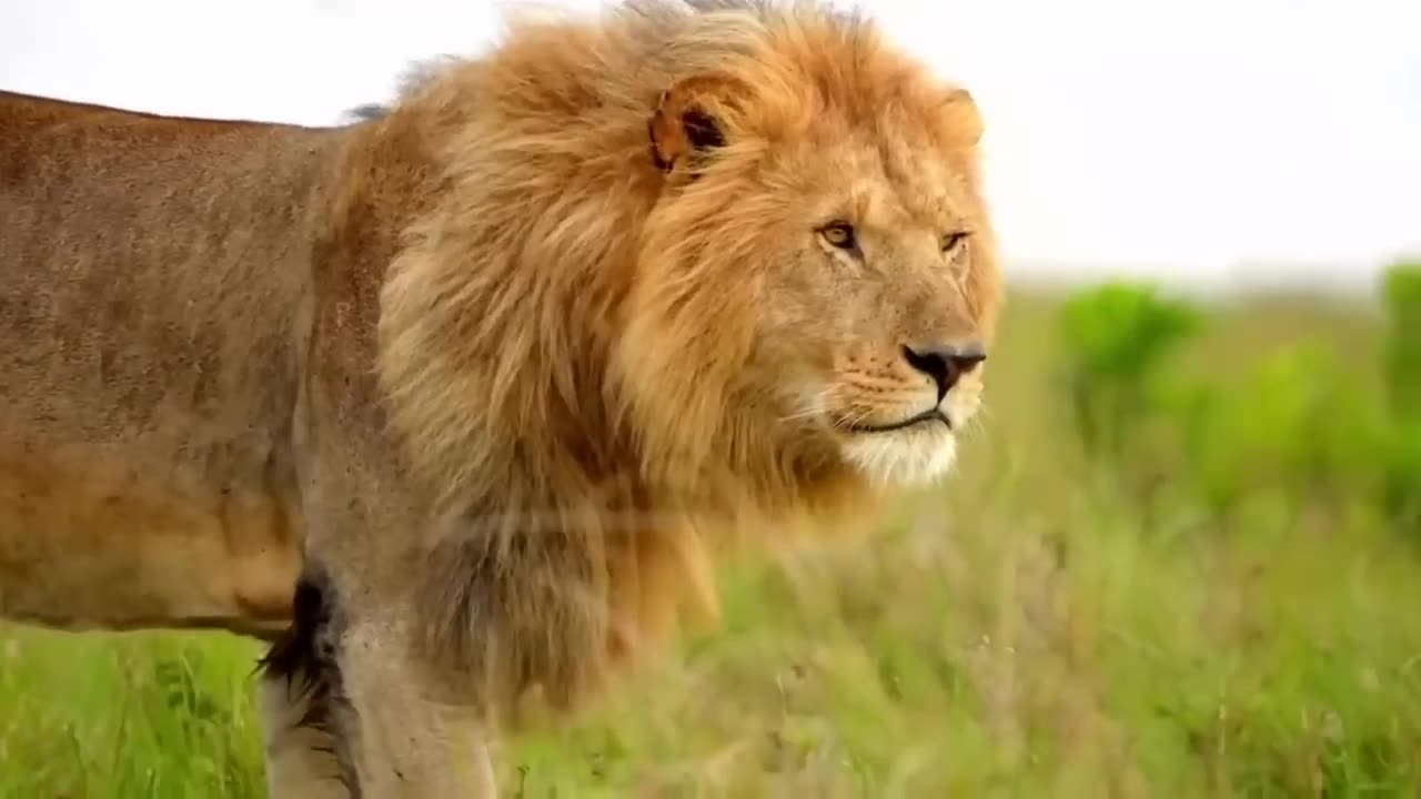 Pride of African Lions. SUBSCRIBE