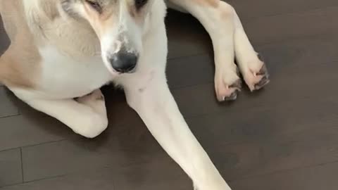 Alabai literally doesn't budge for robot vacuum