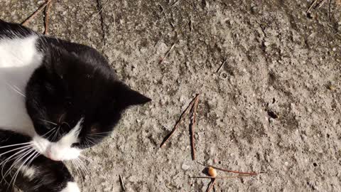 Makiz