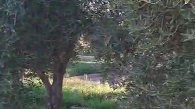 La nature