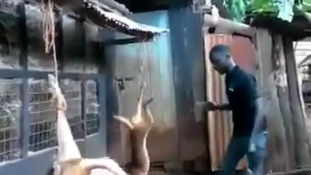 Dogs fight man funny video