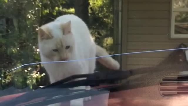 White cat gets scared of window wiper blades and jumps off car