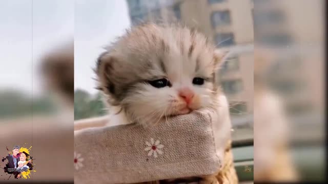 cute cat