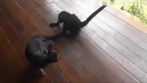 Monkey VS Cat love fighting