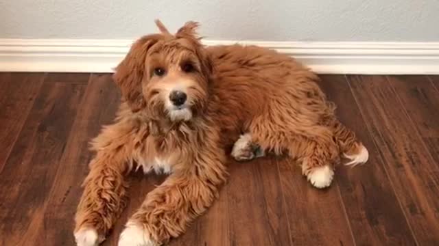 Brown labradoodle dog laying on wooden floor against wall looks broken