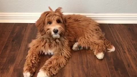 Brown labradoodle dog laying on wooden floor against wall looks broken