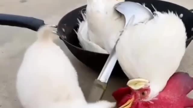 😋😋It's a puppy The chicken will cook him😋😋