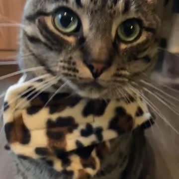 Cute cat with jacket on