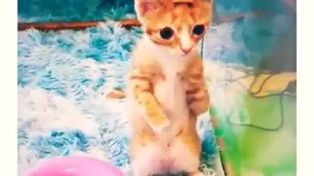 Disable Kitten Short 😆 # Cute # Shorts # Kitten # Animals 👈