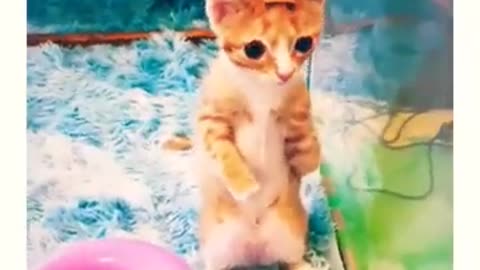 Disable Kitten Short 😆 # Cute # Shorts # Kitten # Animals 👈