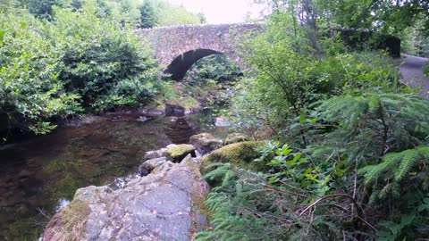 FOREST BRIDGE