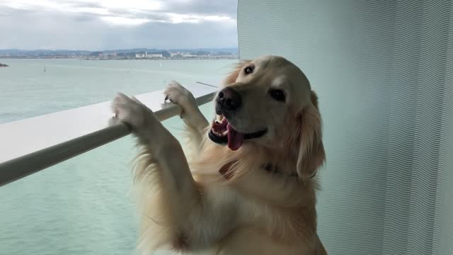 Golden Retriever Enjoys Scenery From Cruise Ship Balcony