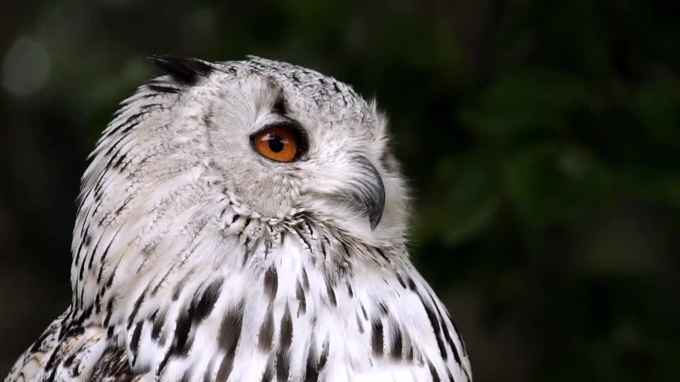 Amazing owl