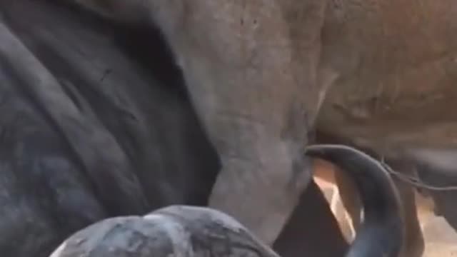 Because of their size, they had to fight together