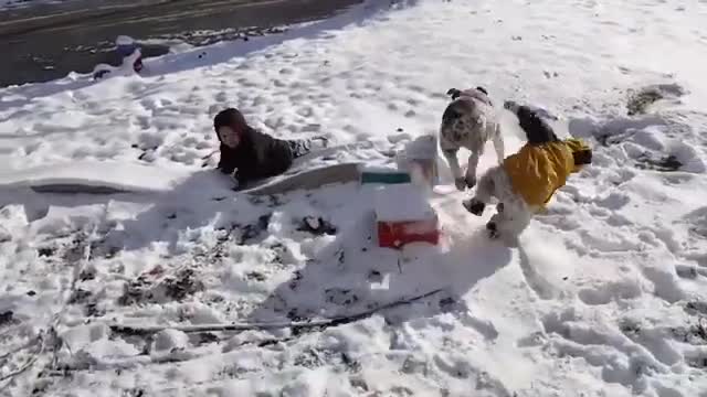 Funny Cats and Dogs Video 2021 Try Not To Laugh 😂 😆 😹 I