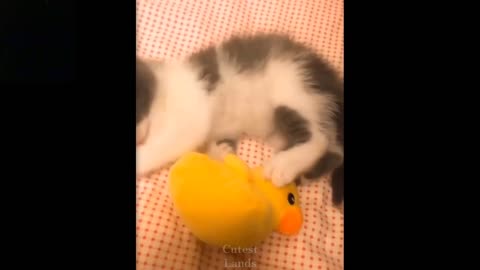 Cute and funny pets 😍