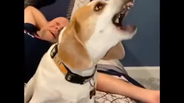 Interesting Dog video | Viral document