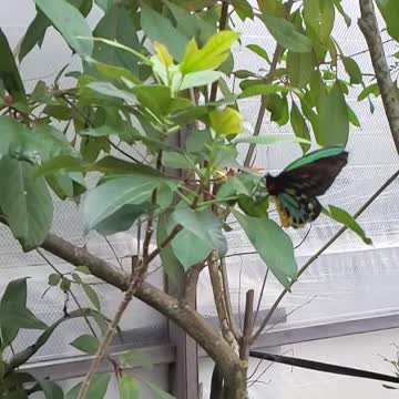 Slow motion butterfly