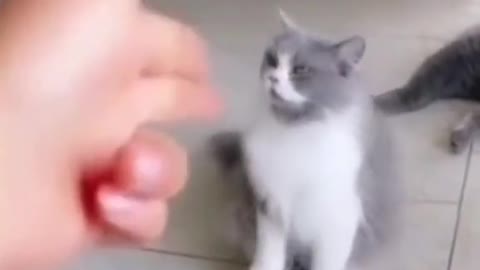 Кошка 😲 dog