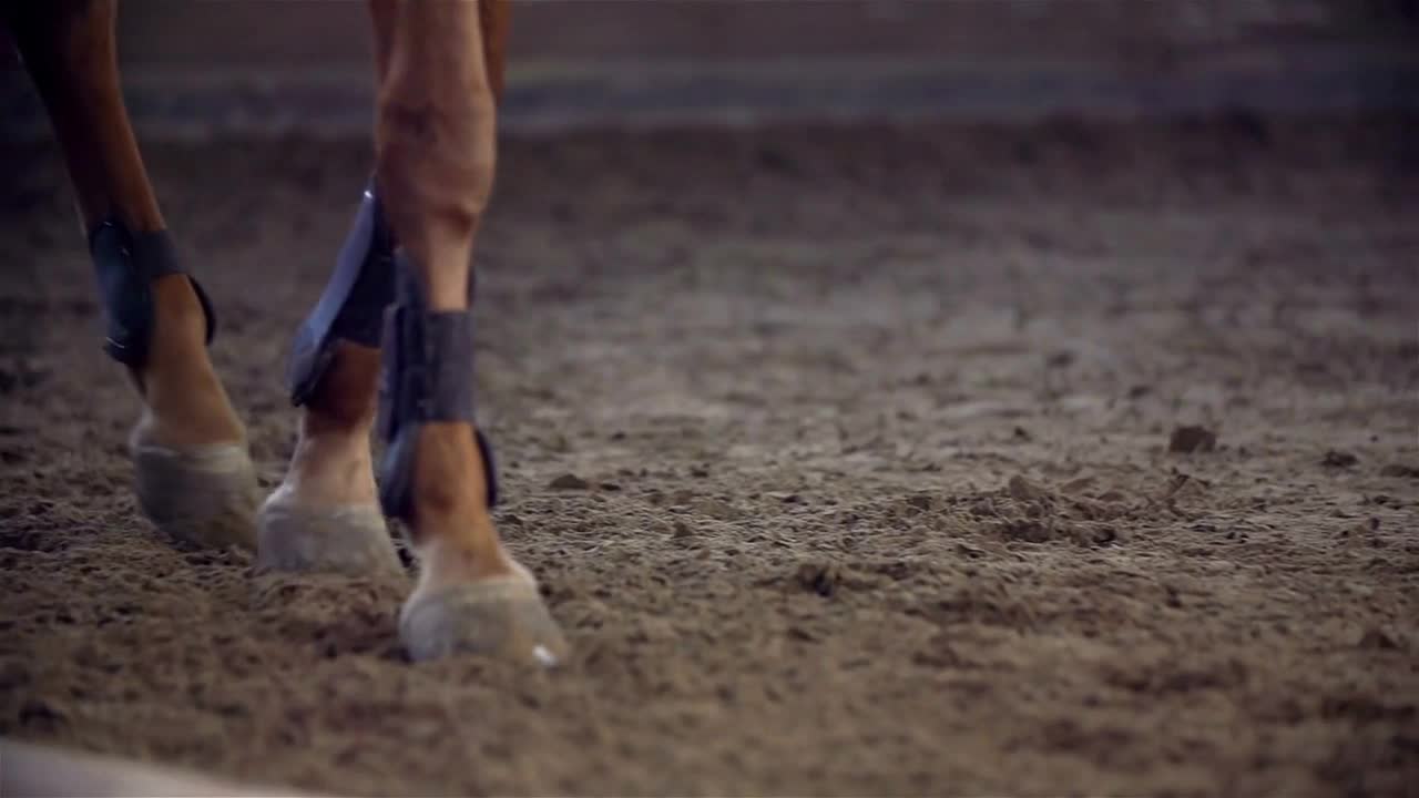 Detail Shoot On Horse Hooves Walking Slow Motion