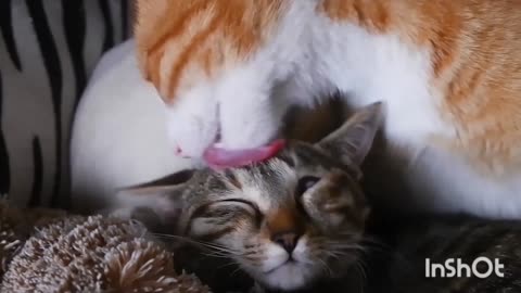 Abnormal kitten gets sweet love from her mother cat