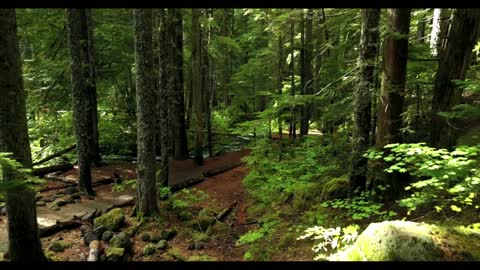 A walk in Beautiful Forest 😍🥰💚👇