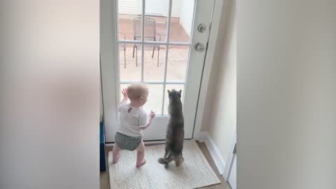 Cute Babies and Cats Playing to gather they are funny and cute