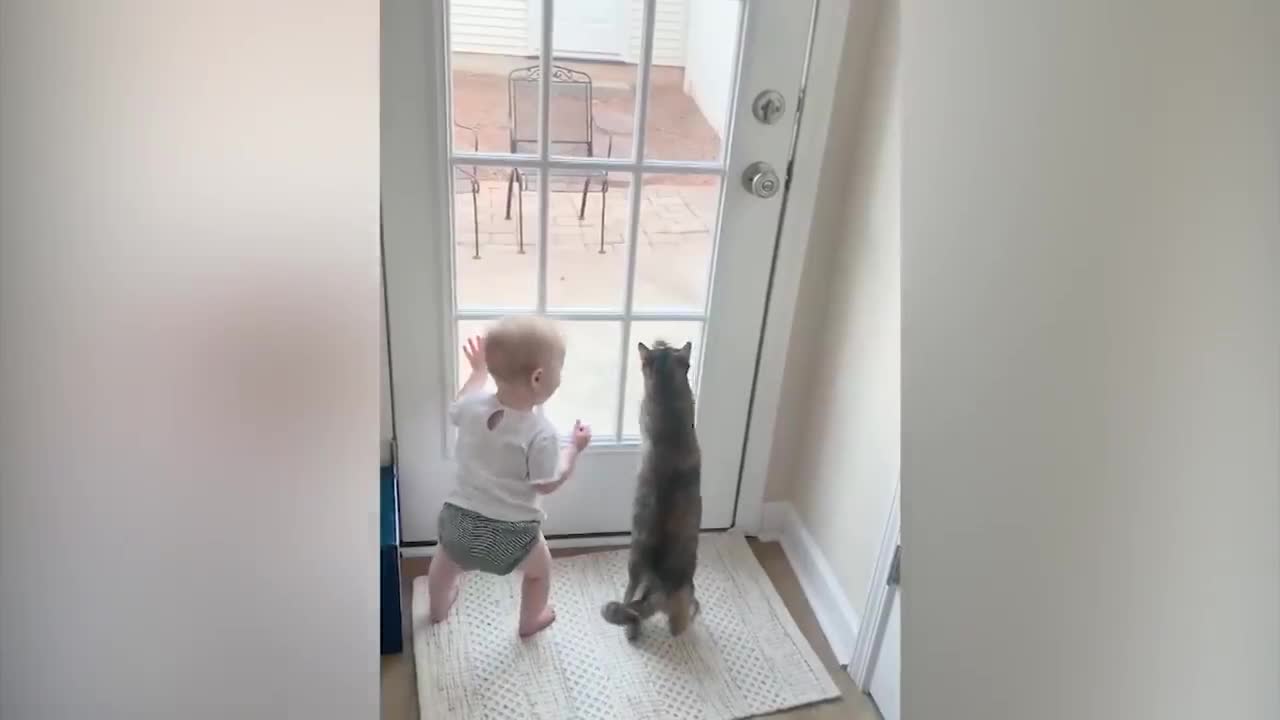 Cute Babies and Cats Playing to gather they are funny and cute