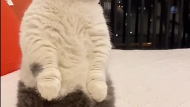 Funny Animals! Funny Cats! Funny Videos! # Shorts