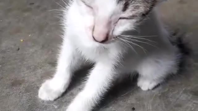 Sleepy kitten can't wait to sleep