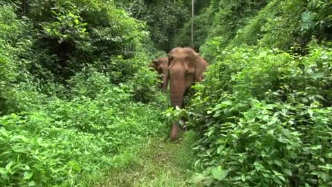 Elephant Lead Her Blind Best Friend Through Explore The Jungle Home - Elephant News