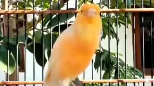 The beauty of the bird chirping sound