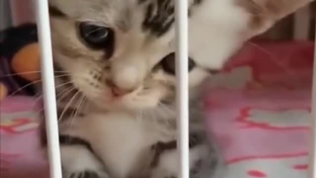 BEAUTIFUL KITTEN OPENING HIS MOUTH