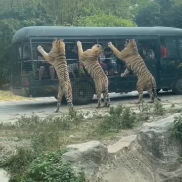 Tiger attack vehicle national park ! Jungle Safari 🔥🔥💥💥