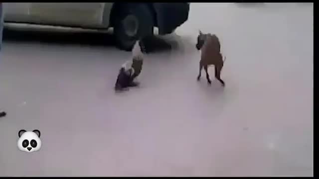 funny animal fight with a roaster