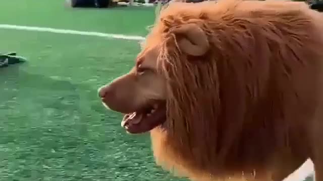 Funny dog with heavy hair like a lion