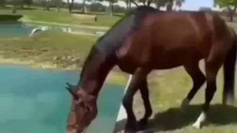 horse animals video