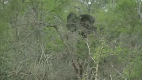 Lion verses elephant