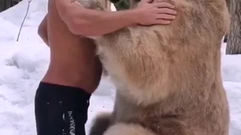 Big grizzly gently hugs his master