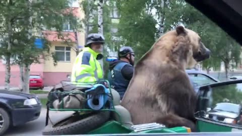 funny bear waving and begging