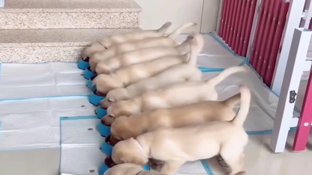 Funniest & Cutest Labrador Puppies Enjoyed Videos