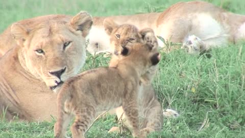 Female Lion With Cubs