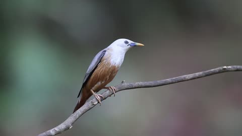 Beautiful sparrow with Nature