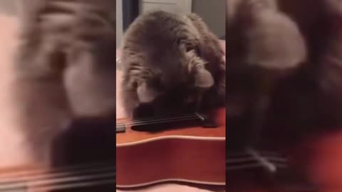 kitten playing guitar