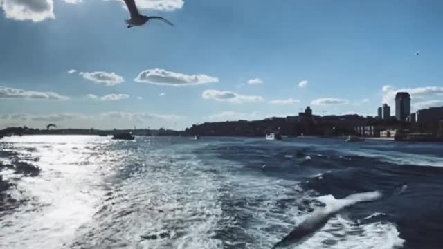 Panning Shot of Seagulls Flying in the Sea