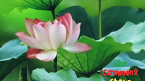 Lotus flowers