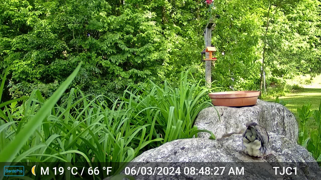 Mourning Dove, Feisty Chipmunk